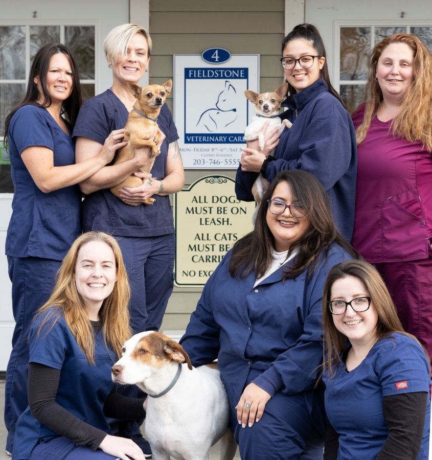 fieldstone veterinary care team