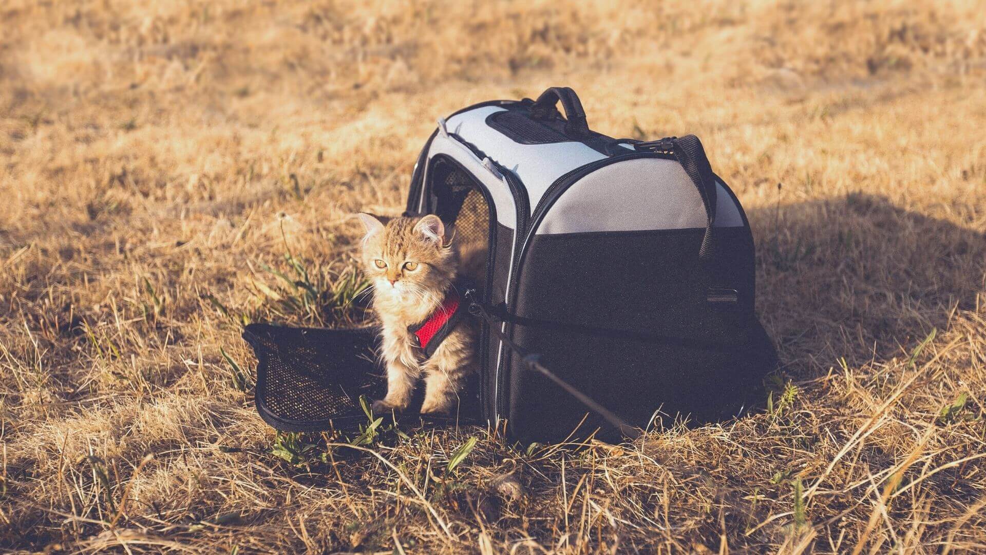 cat sitting in a carrier