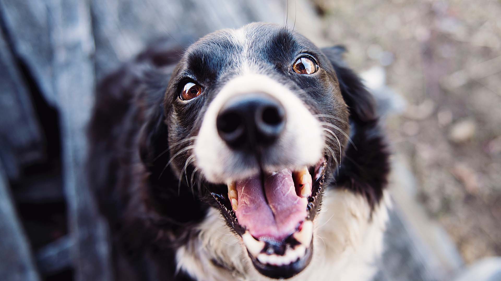 black and white dog smiling