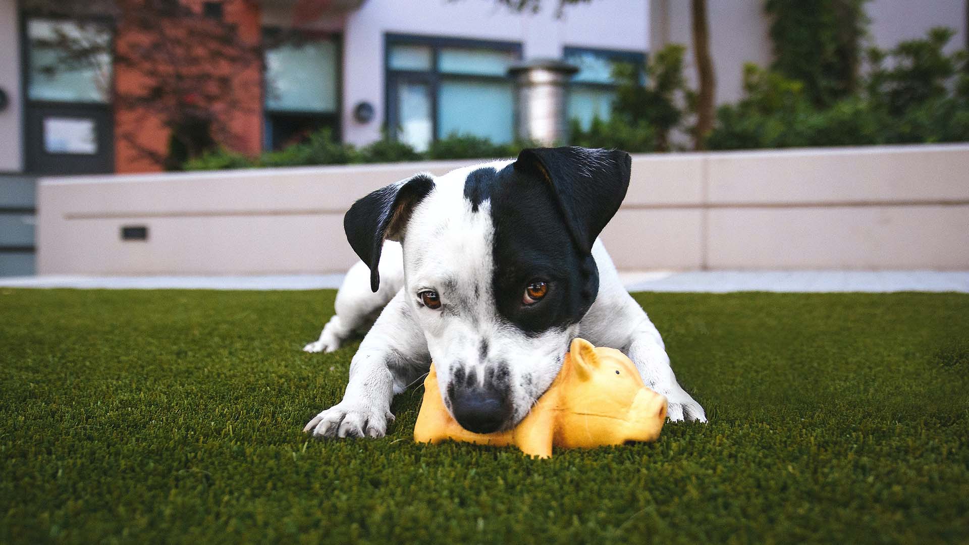 black and white dog playing with toy