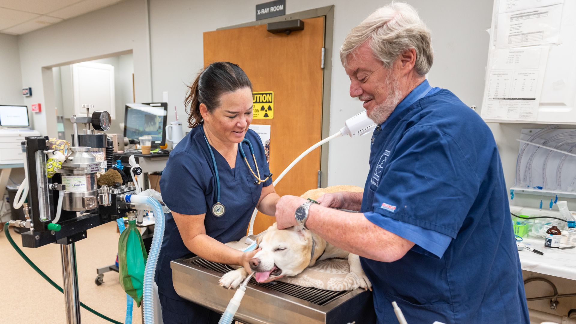 vet and staff examining a dog