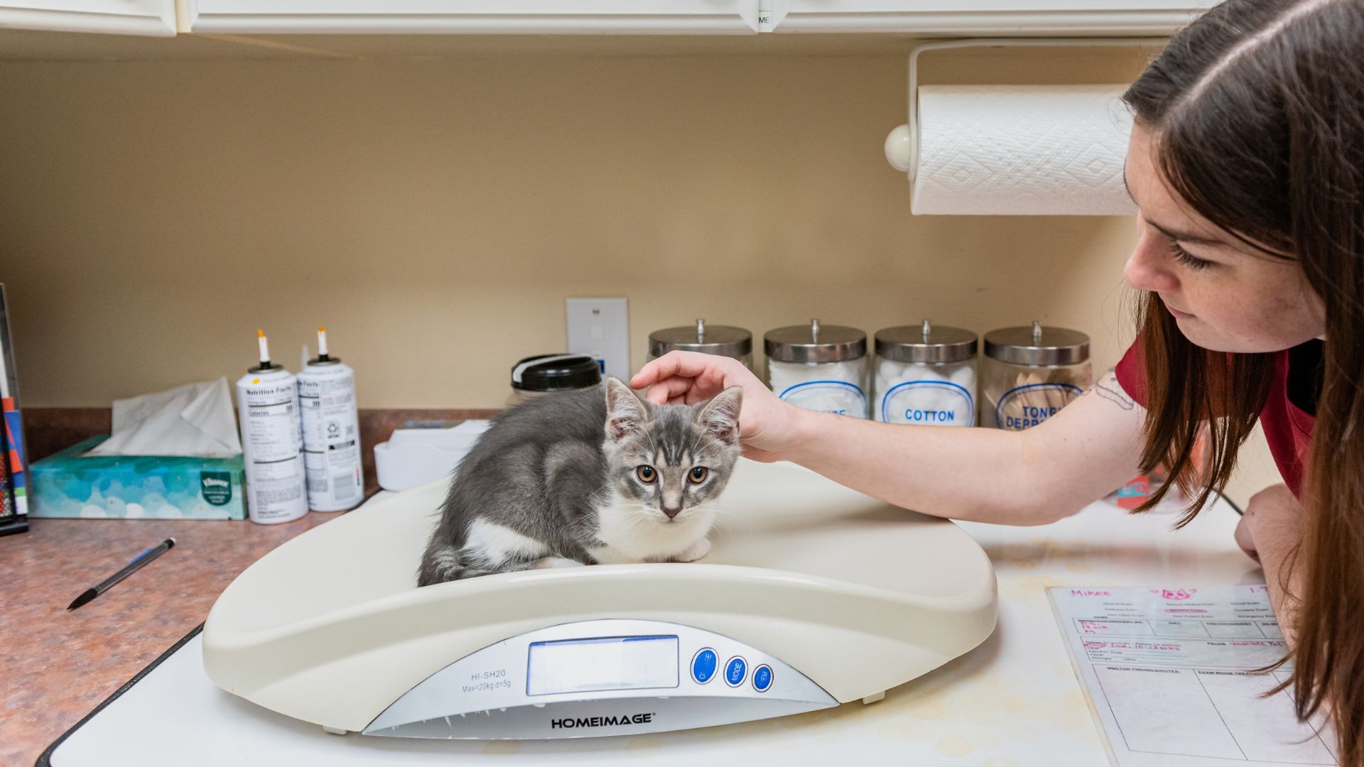Vet staff taking the weight of a kitten