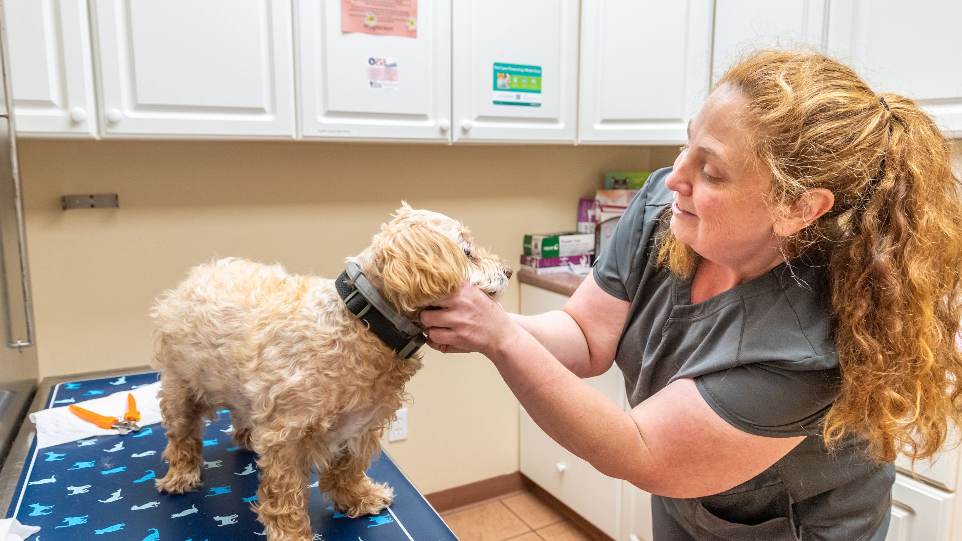 Vet examining a dog