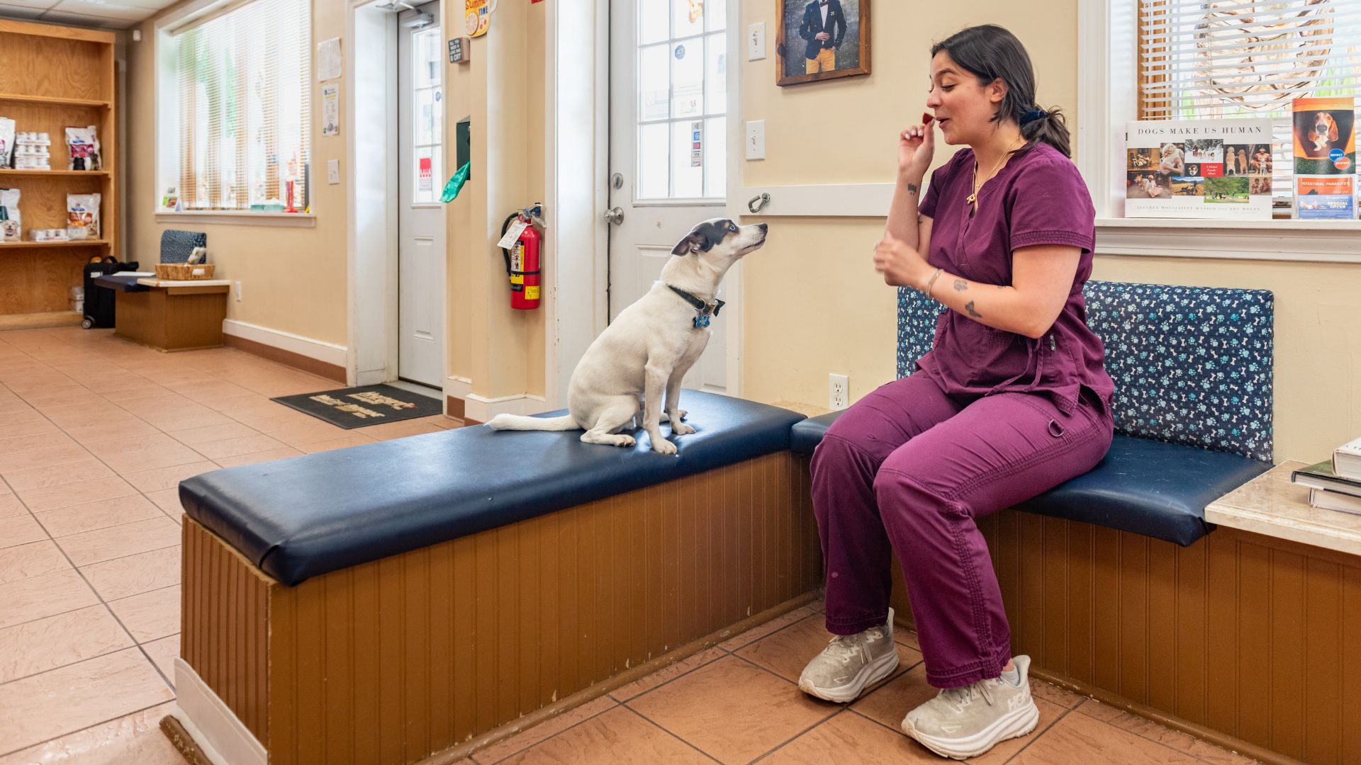 vet staff happily playing with a dog